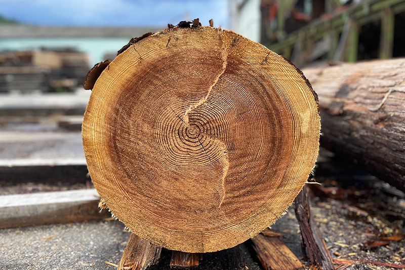 吉野杉の魅力を探る③：葉枯らしと運搬
