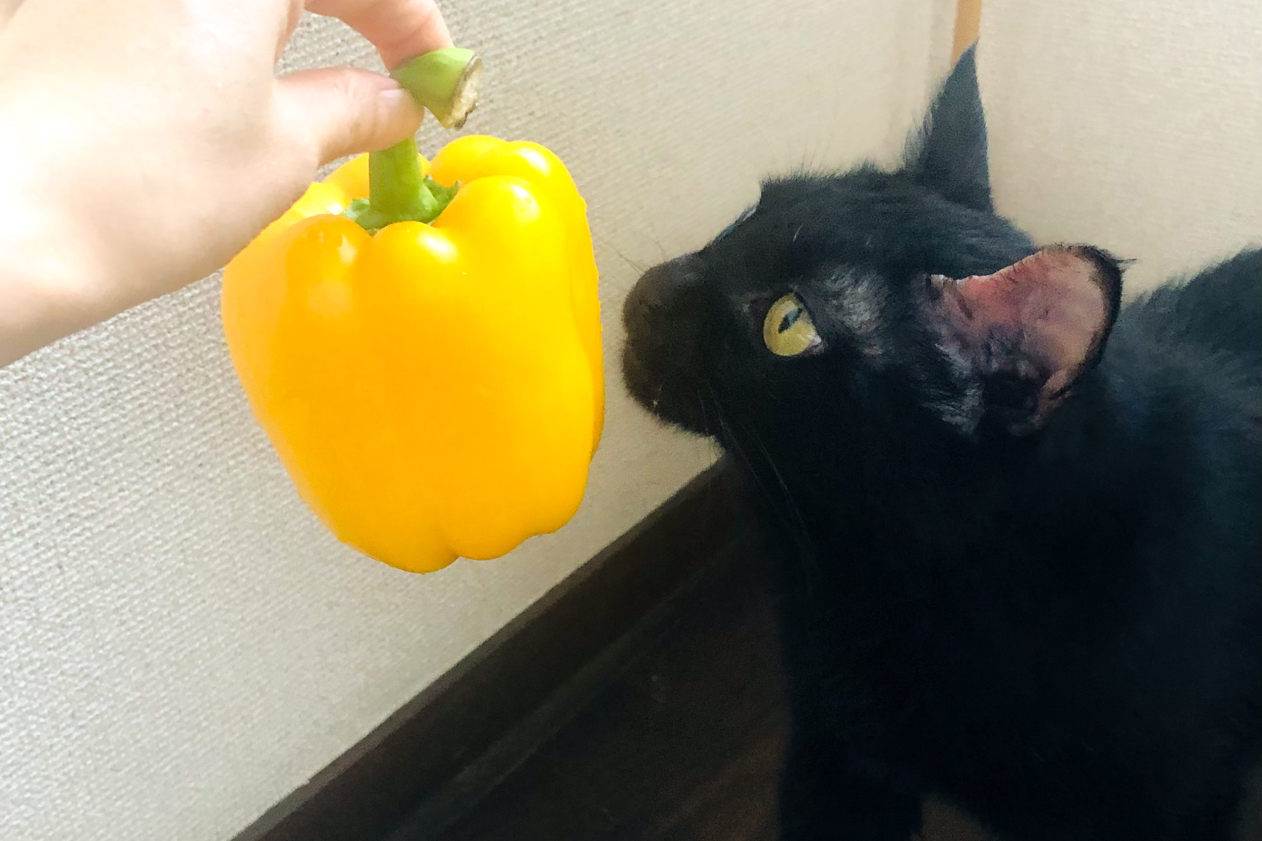 花の香りのパプリカ